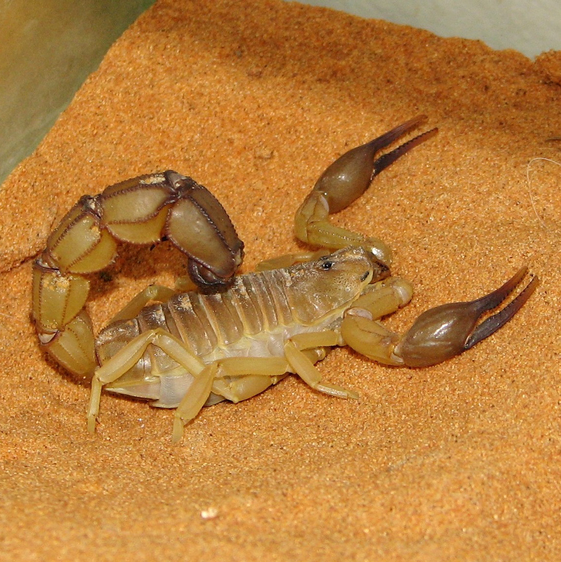 Androctonus australis - Saharaskorpion