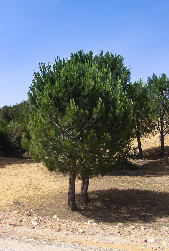 Pinus halepensis - Aleppokiefer