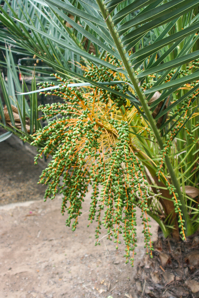 Phoenix dactylifera - Dattelpalme