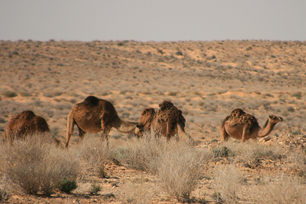 Camelus dromedarius - Dromedar