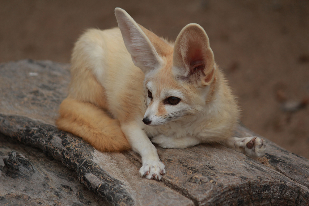 Vulpes zerda - Fennek- Wüstenfuchs