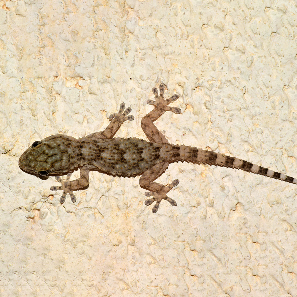 Gekkonidae - Geckos