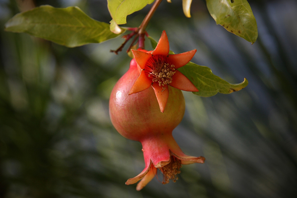 Punica granatum - Granatapfel