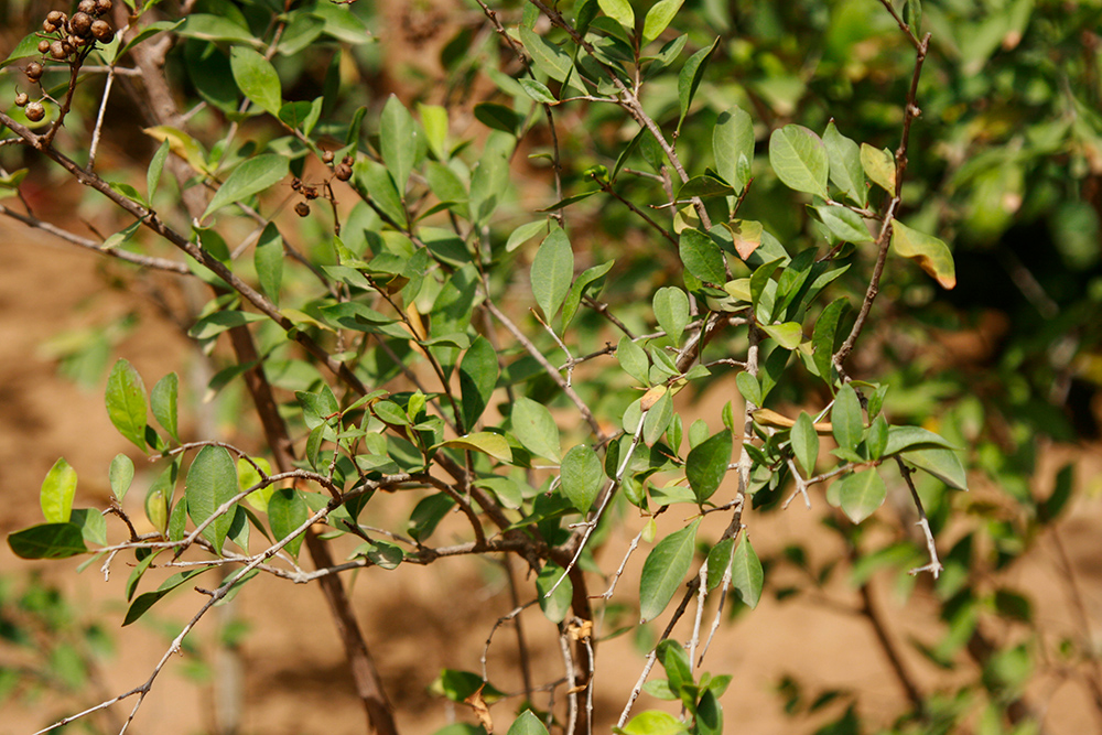 Lawsonia inermis - Henna