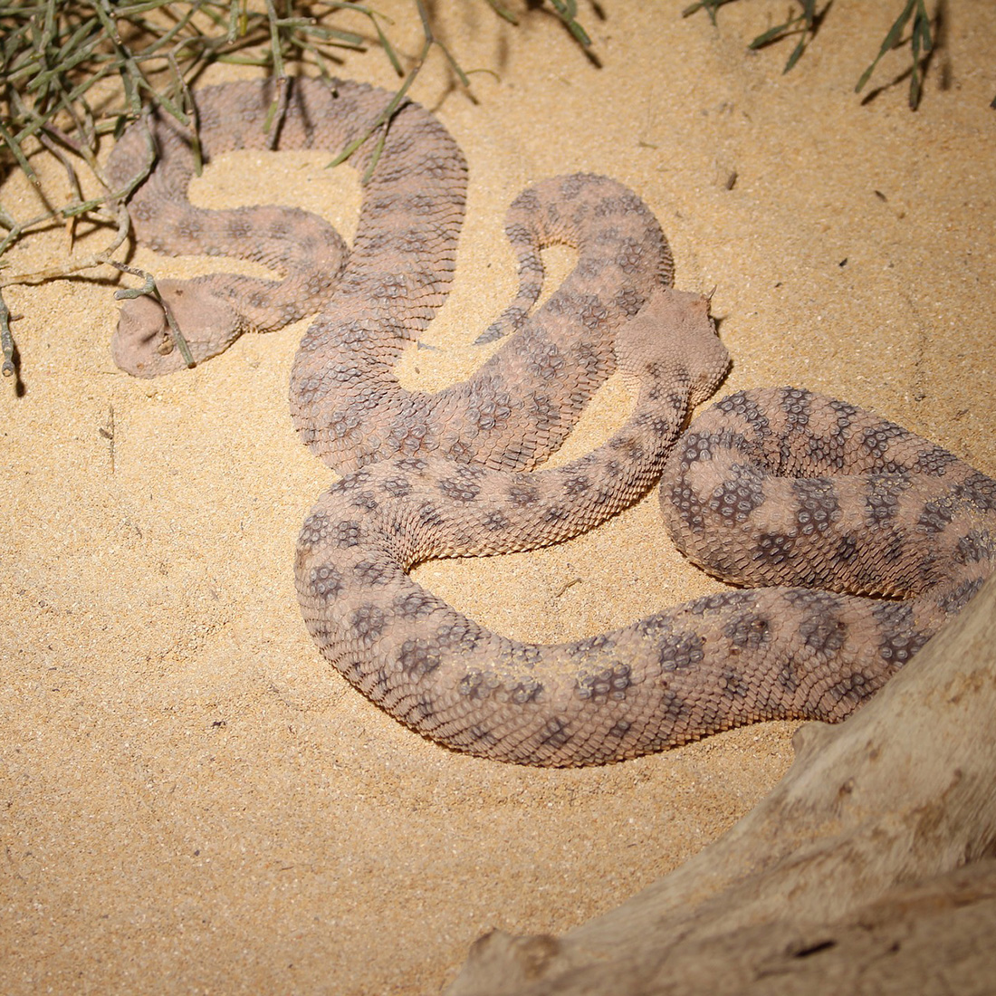 Cerastes cerastes - Wüsten-Hornviper