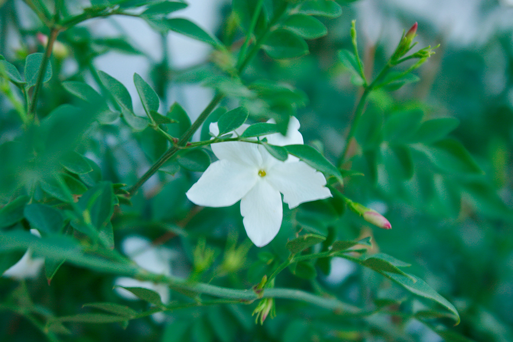 Jasminum 