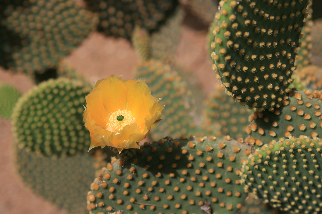 Opuntia ficus-indica - Feigenkaktus