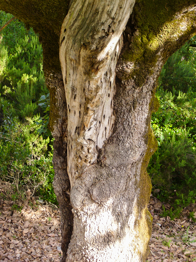 Quercus suber - Korkeiche