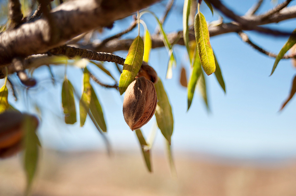 Prunus dulcis - Mandel