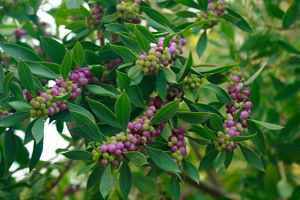 Myoporum laetum - Freudige Drüsenpflanze