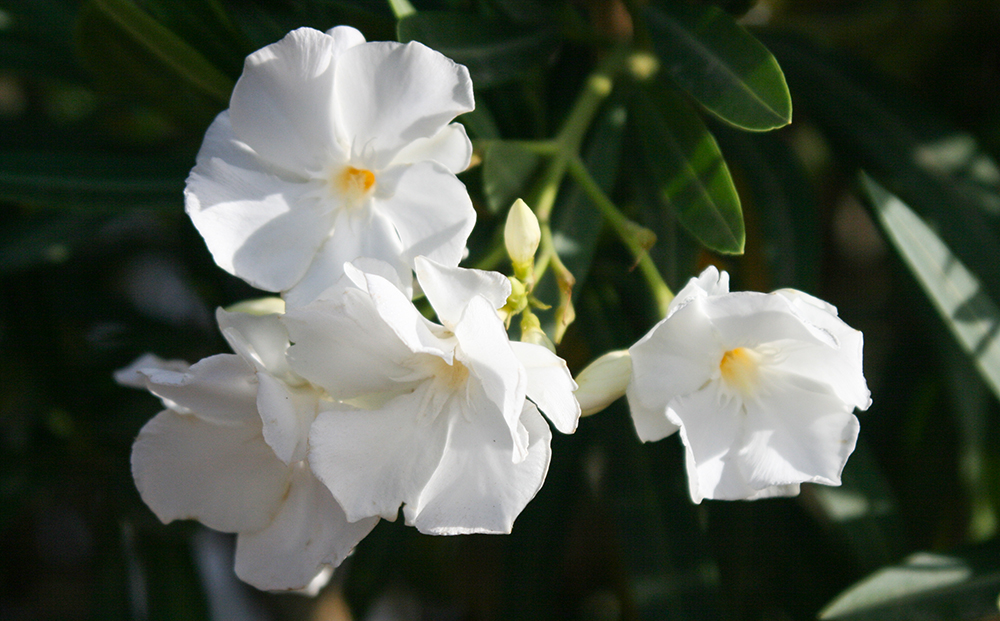 Nerium oleander