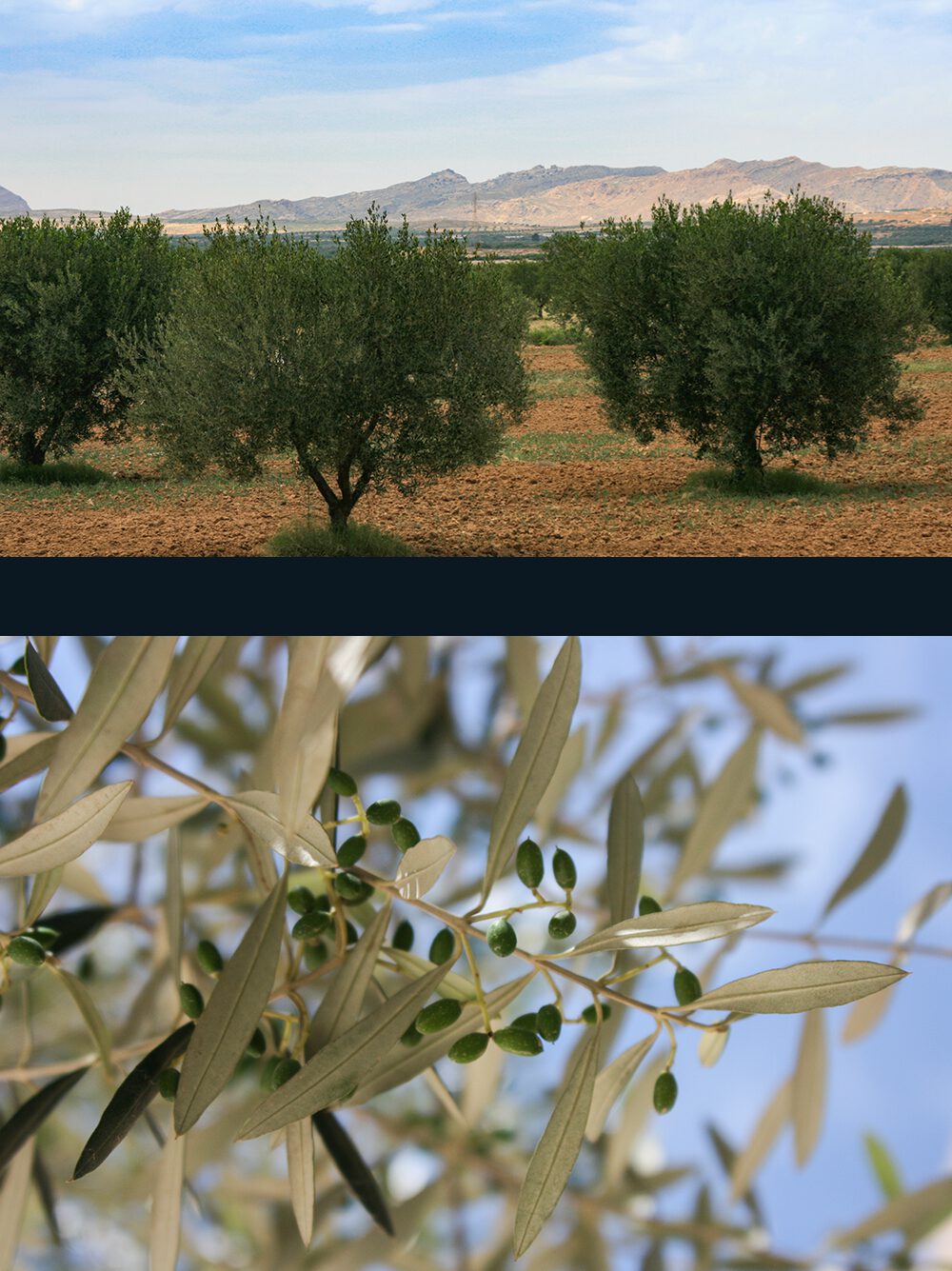 Olea europaea - Olive