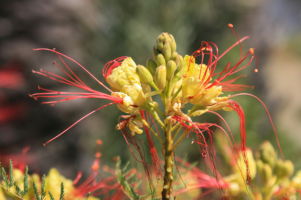 Caesalpinia gilliesii - Paradiesvogelbusch