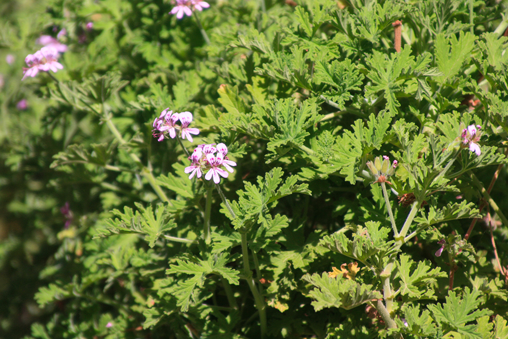 Pelargonium - Duftgeranie