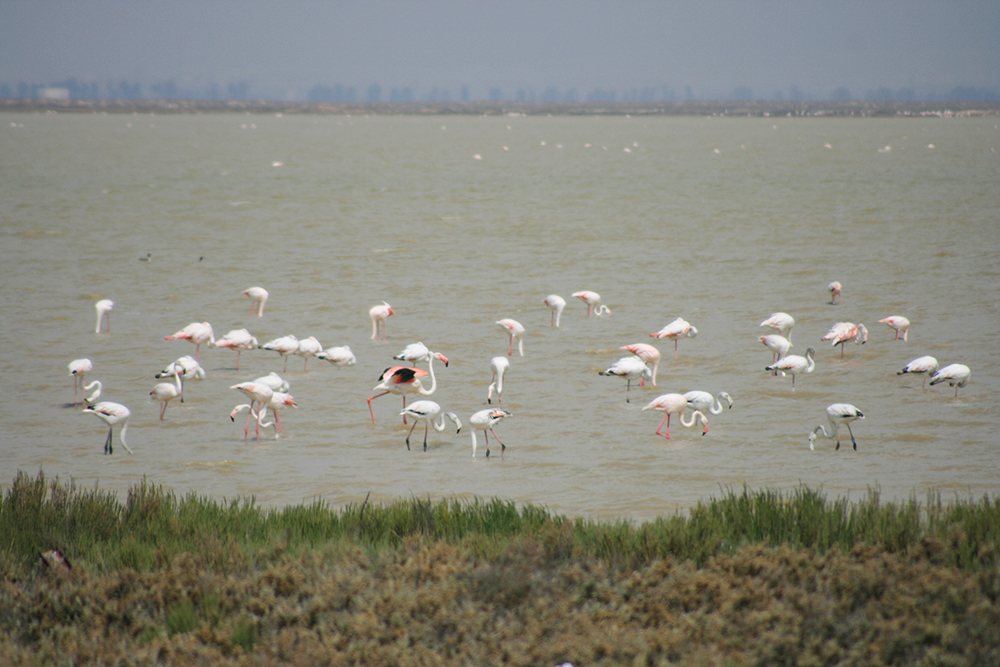 Phoenicopteriformes - Flamingos