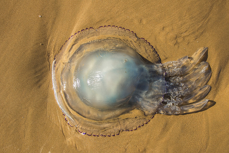 Rhizostoma octopus - Blumenkohlqualle