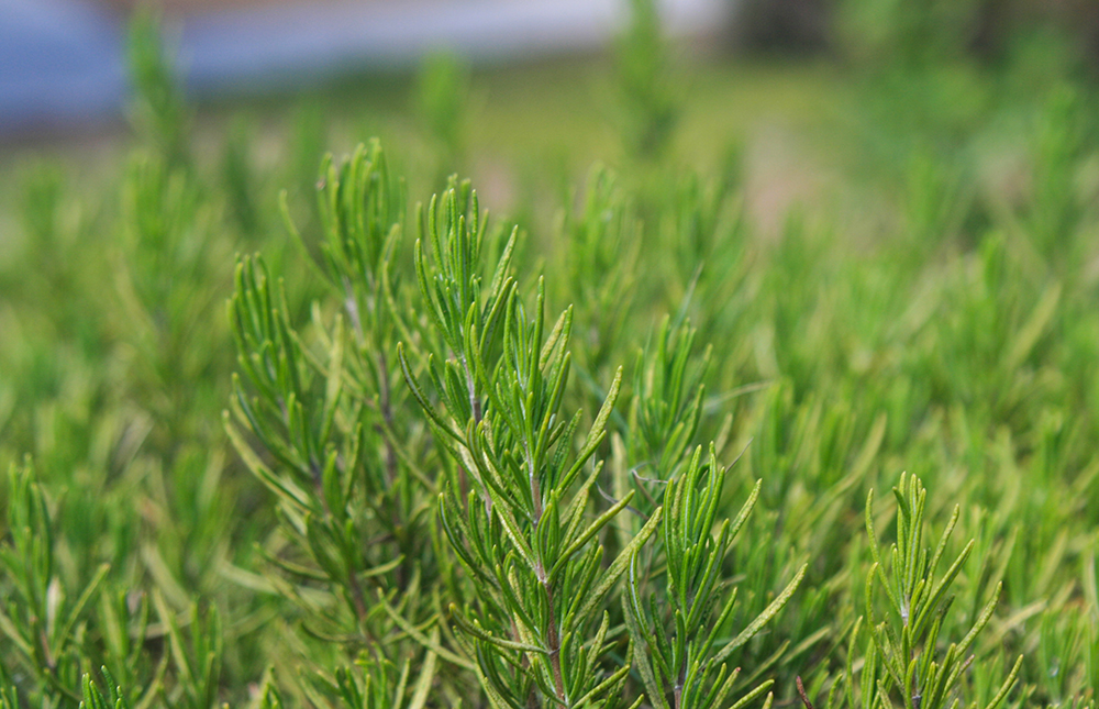 Rosmarinus officinalis