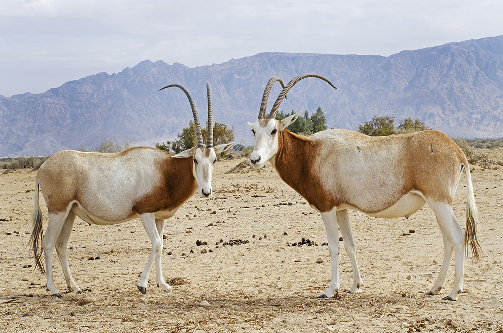 Oryx dammah - Säbelantilope