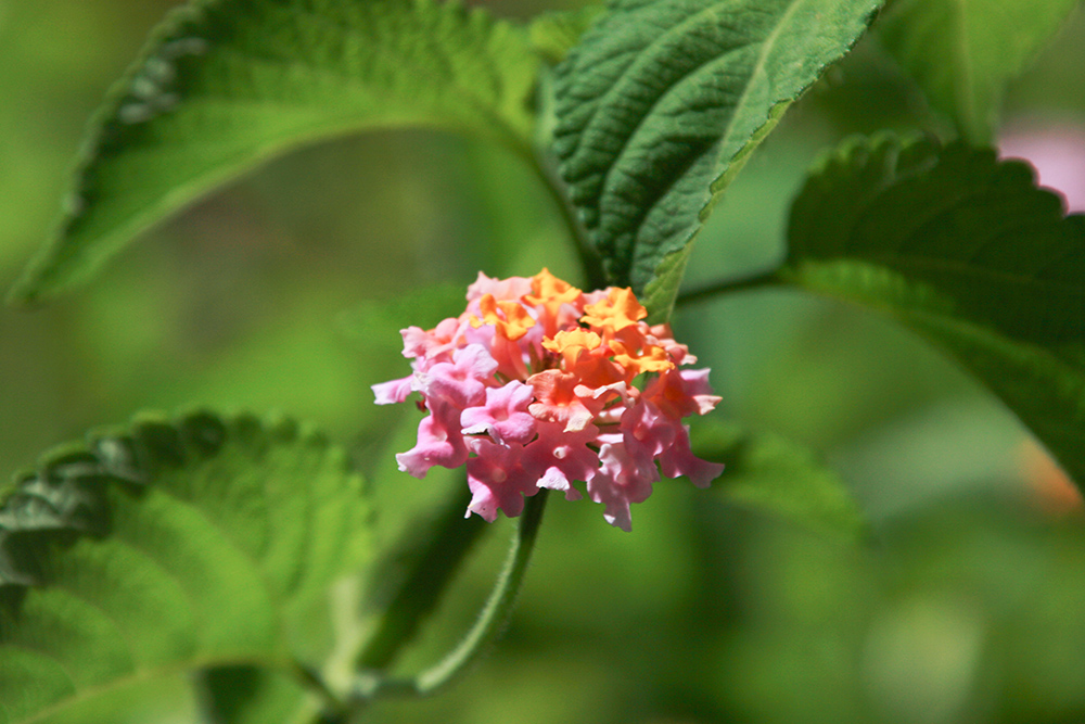 Lantana camara - Wandelröschen